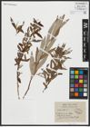 Foto von Salix alba L.